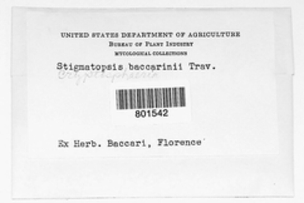 Stigmatopsis baccarinii image